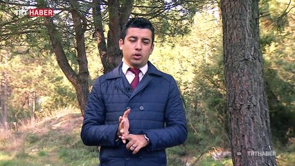 TRT Haber köpek dövüşleri vahşetini araştırdı