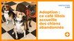 Adoption : ce café lillois accueille des chiens abandonnés