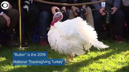 Trump indulta a 'Pan y Mantequilla’, dos pavos afortunados, en una ceremonia en la Casa Blanca