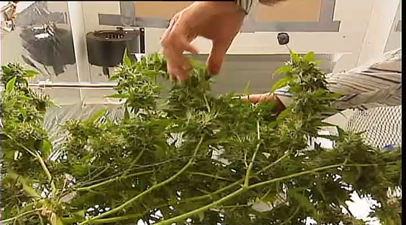 Hasch für 11,6 milliarden euro: der eu-drogenbericht