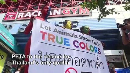 PETA protests against controversial Thai rooftop zoo