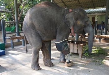 Elephant Gets Artificial Leg | செயற்கை கால் பொருத்தப்பட்ட உலகின் முதல் பெண் யானை மோஷா
