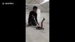 Snake catcher charms King Cobra in Thailand