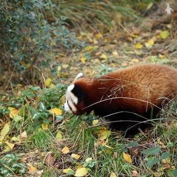 Watch As Adorable Four Month Old Red Panda Explores Its Den At Edinburgh Zoo Video Dailymotion