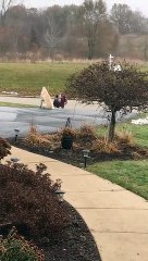 Un chien attend le bus scolaire avec les enfants