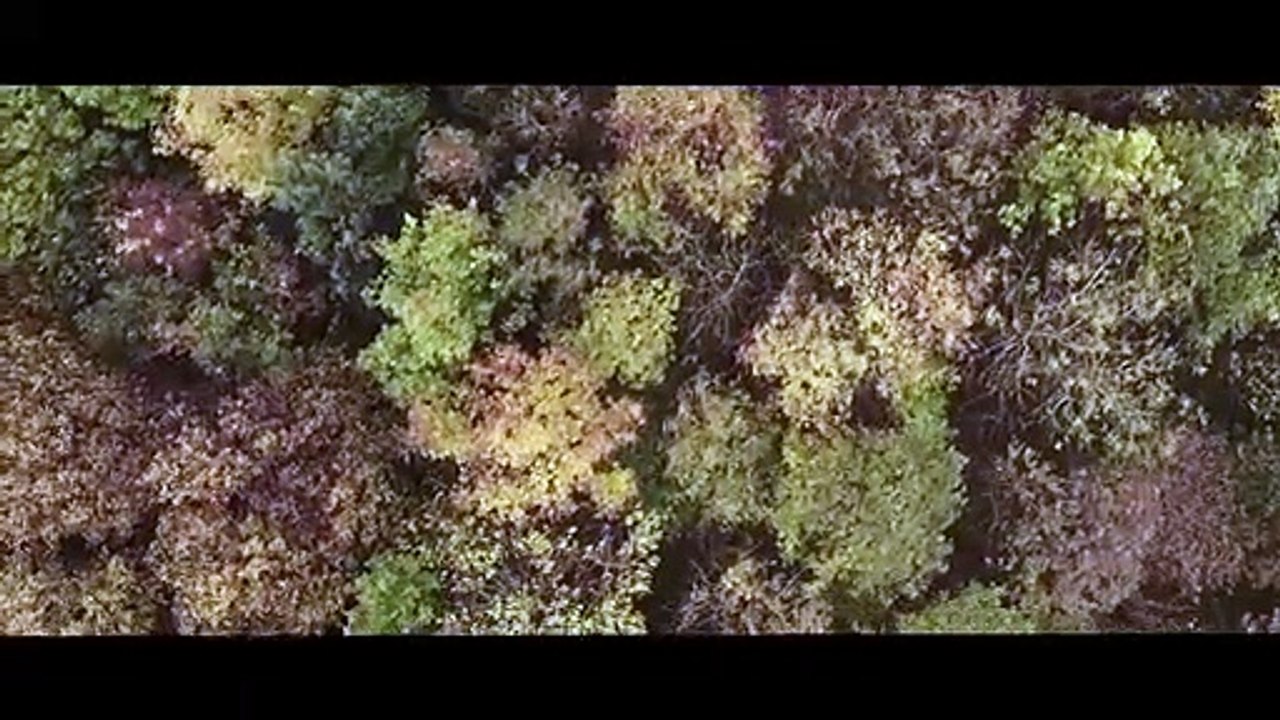 "The Witch Tree"-(2017)