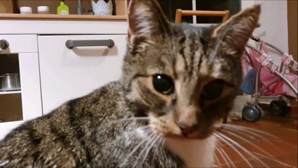 Cat plays with the water of an ice Cube