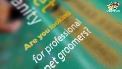 Are you looking for professional pet groomers?