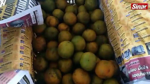 Maqis Perlis rampas pelbagai jenis berangan bernilai lebih RM100,000