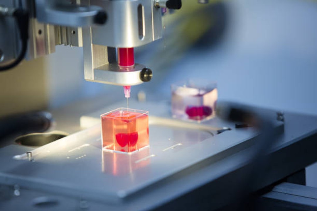 3D-Prototypen eines Herzens aus menschlichen Zellen geduckt