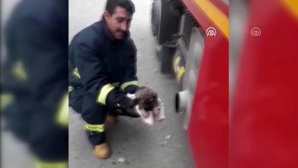 Donmak üzere olan köpek yavrularını itfaiye kurtardı