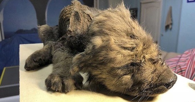 Un chiot de 18 000 ans a été retrouvé parfaitement conservé en Sibérie