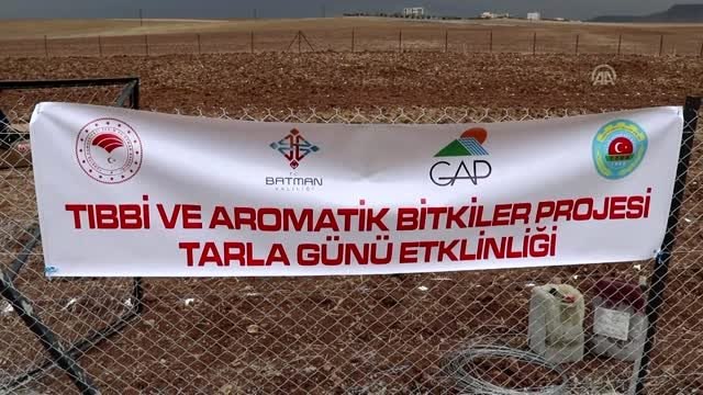 Lavanta Batman'ın alternatif ürünü olacak