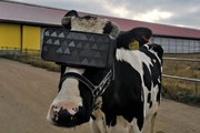 Rusya'da verimi artırmak için ineklere sanal gerçeklik gözlüğü takılmaya başlandı