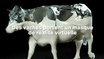 Les vaches portent des casques de réalité virtuelle pour produire plus de lait