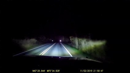 Une famille de ratons laveurs traverse la route