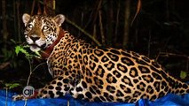 Programa de protección del Jaguar por la Fundación Yaguará Panamá - Nex Panamá