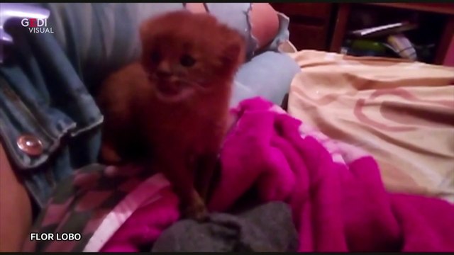 Trova un gattino e lo adotta, ma dopo due mesi scopre che è un puma