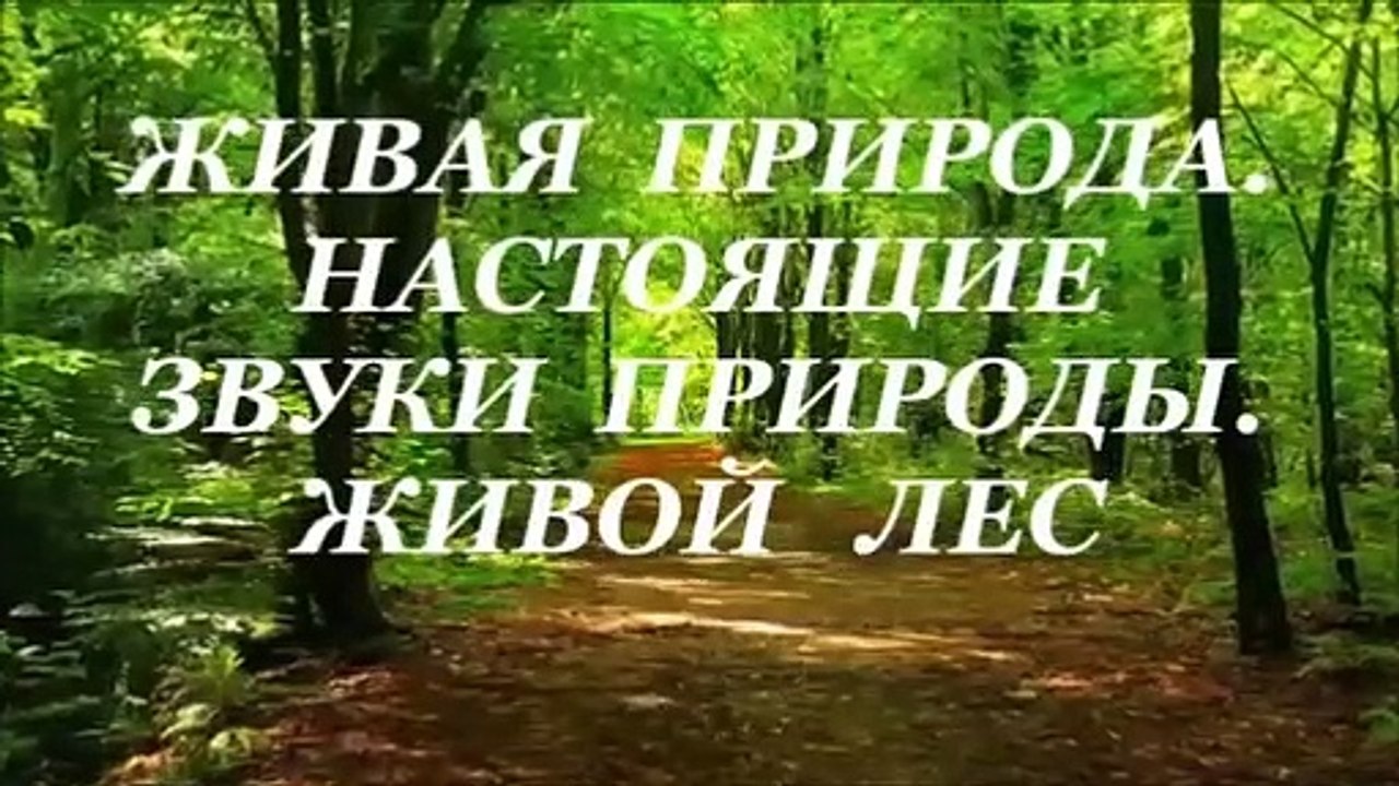 ЖИВАЯ ПРИРОДА. НАСТОЯЩИЕ ЗВУКИ ПРИРОДЫ. ЖИВОЙ ЛЕС