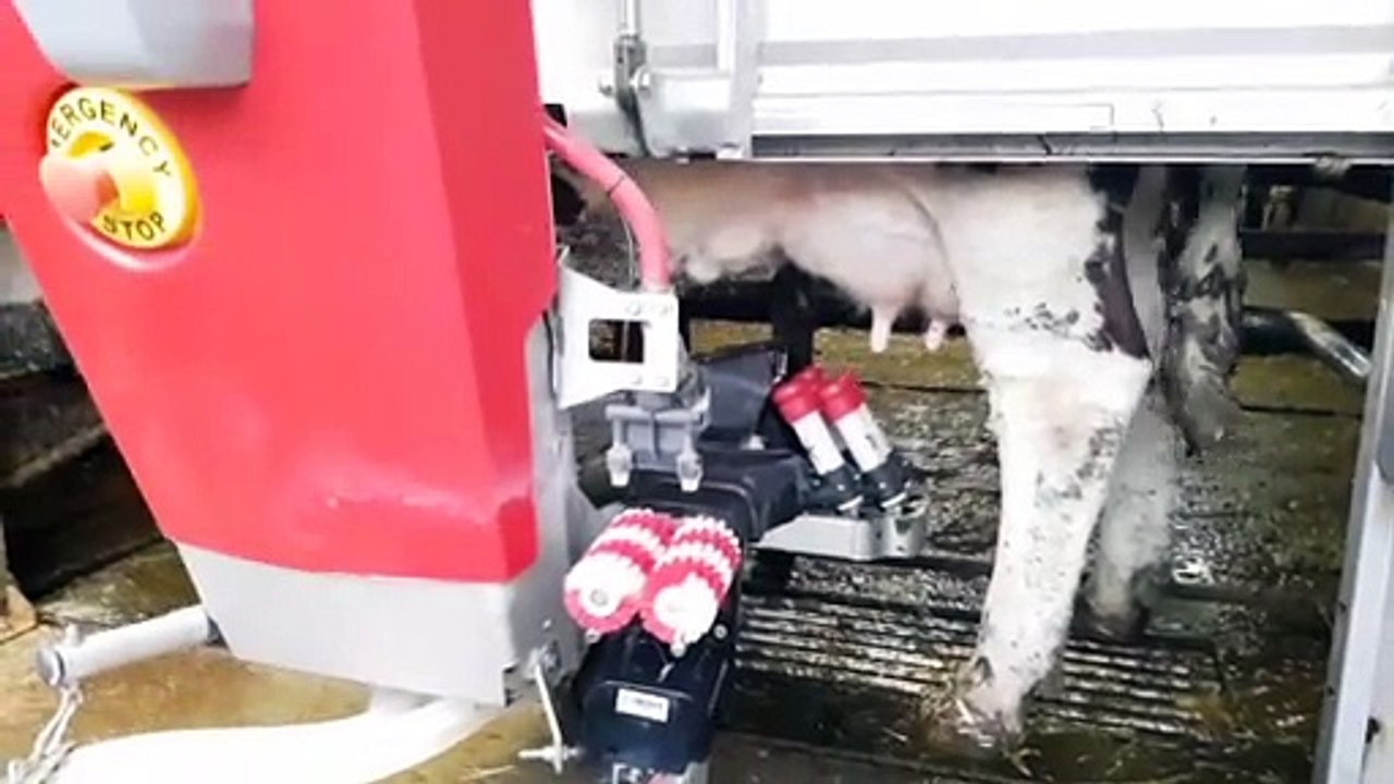 Grandvillars (90) : des vaches plus zen grâce à la traite robotisée