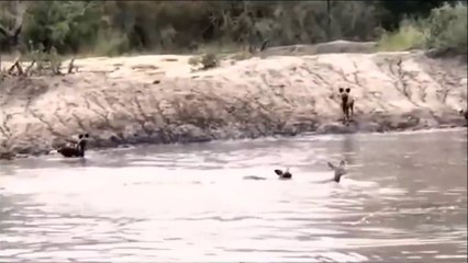 The Best Of Wild Animals Attacks - Most Amazing Moments Of  Underwater Battles