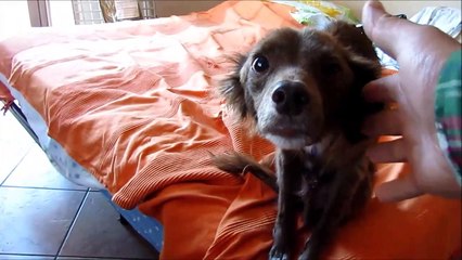 Cane e gatto
