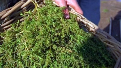 A British Startup Is Growing Crops With Saltwater