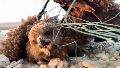 Il sauve un aigle prisonnier d'un filet !
