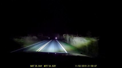 Des ratons laveurs traversent la route et bloquent la circulation