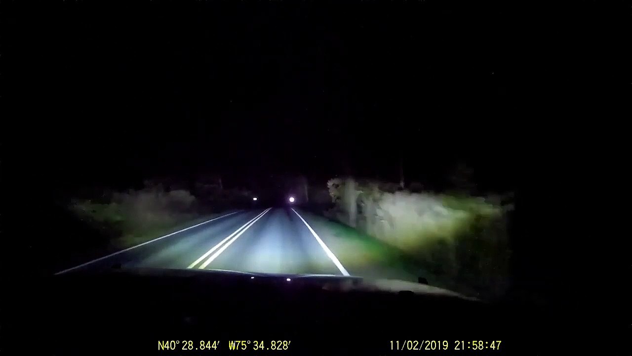 Des ratons laveurs traversent la route et bloquent la circulation