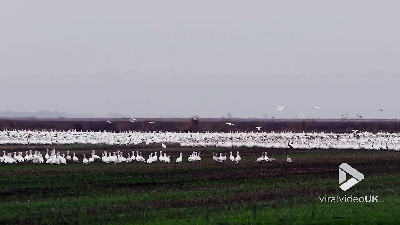 Un ours en chasse fait s'envoler des milliers d'oies