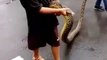 Cet enfant joue avec un énorme python... Même pas peur