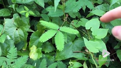 Une plante très timide qui déteste qu'on la touche... Mimosa Pudica