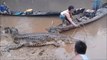 Ils ont capturé un crocodile avec un nez très bizarre : Gavial du Gange