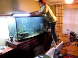 Il tente d'attraper un très gros poisson pour le changer d'aquarium... pas si simple
