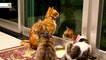  - Funny Cats And Kittens meowing.