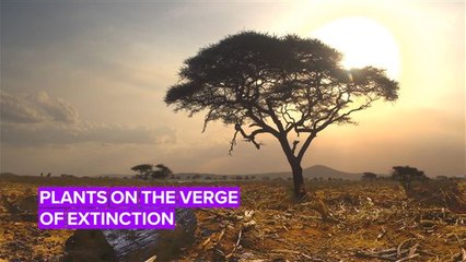 A third of tropical African plants are on the road to extinction