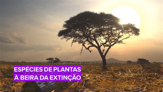 Um terço das plantas tropicais africanas estão quase desaparecendo