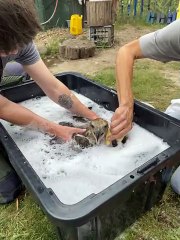 Oil-Covered Eagle Enjoys Bubble Bath