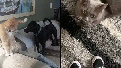 Adorable Cats and Dogs: Playful Moments You Can't Miss 🐾