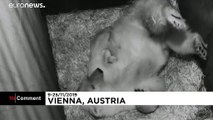 شاهد: حديقة فيينا تستقبل ديسما قطبيا جديدا