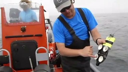 Il cuore lento delle balene