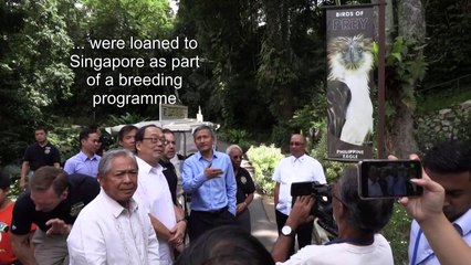 The eagles have landed: Singapore shows off rare Philippine raptors