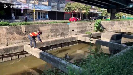 Download Video: Motorcycle rider rescues drowning dog from canal in Thailand