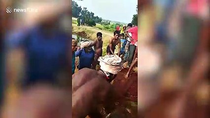 Indian fishermen frantically drag crocodile back into water after discovering the reptile was trapped in their net