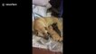 Motherly instincts kick in as dog adopts two kittens and attempts to feed them milk in Vietnam