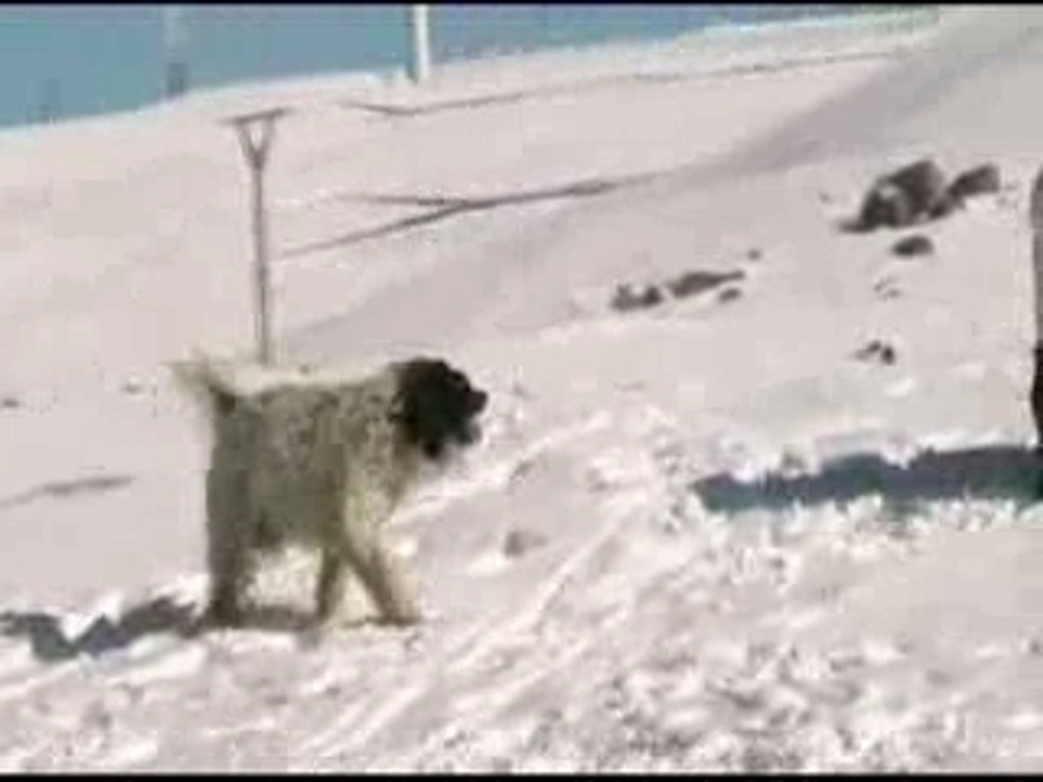 Nevada en Penouta ( Boal )