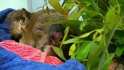 Australie : Lewis, le koala sauvé des flammes, a dû être euthanasié
