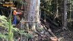 Dangerous Process Cutting Big Tree Chainsaw - Skill Processing Chainsaw Machines