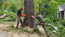 Dangerous Skill Cutting Big Tree ChainSaw Machines Japanese - Large Tree Felling Machines Process